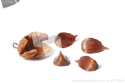 Image of Nuts of Common Beech