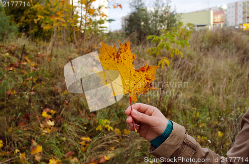 Image of hand hold colorful yellow orange maple tree leaf autumn 