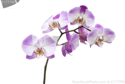 Image of Pink Orchid Flowers