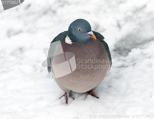 Image of Pigeon