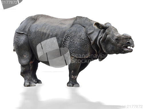 Image of Indian  Rhinoceros 