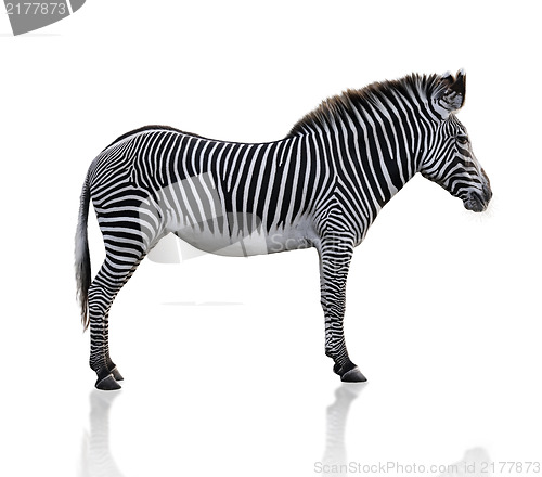 Image of Zebra