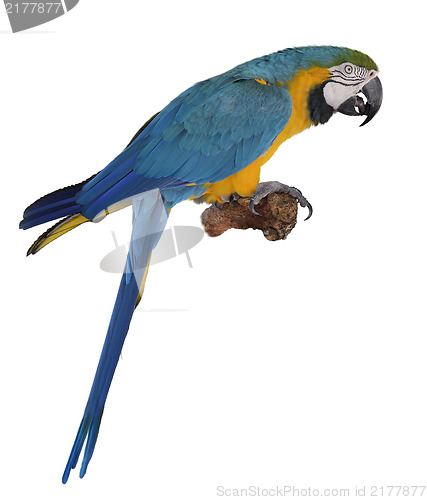 Image of Blue Parrot