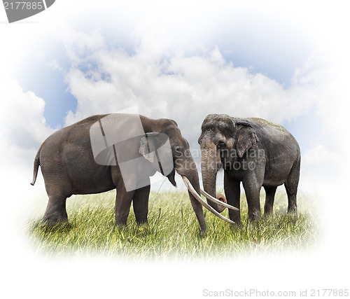 Image of Two Elephants