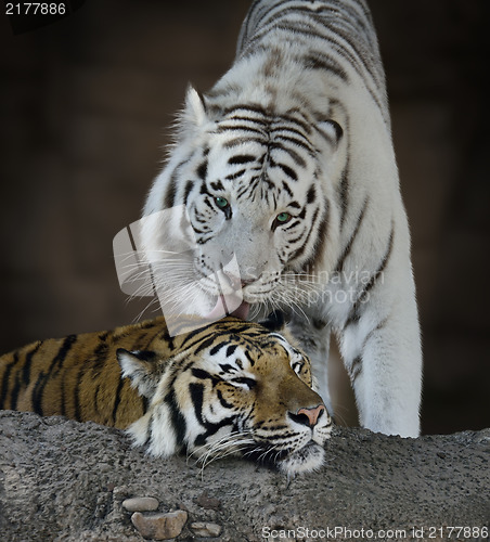Image of White And Brown Tigers