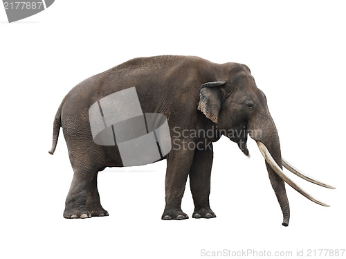 Image of African Elephant 