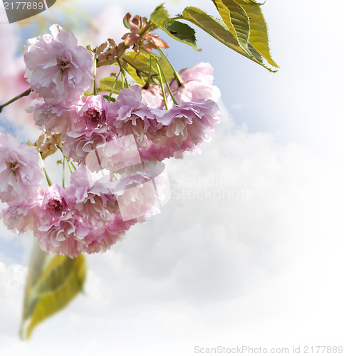 Image of Spring Cherry Blossoms 