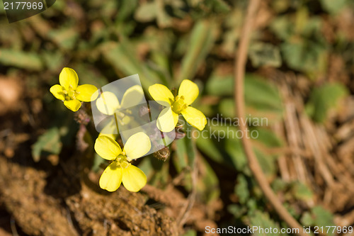 Image of African mustard flowers