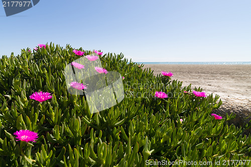 Image of Ice plant