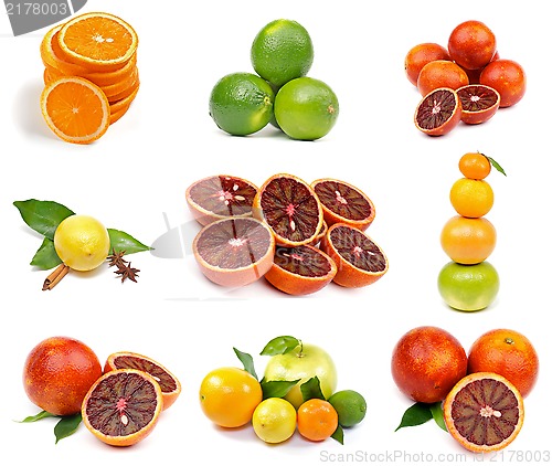 Image of Citrus Collection