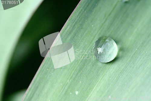 Image of abstract drop in a green leaf 