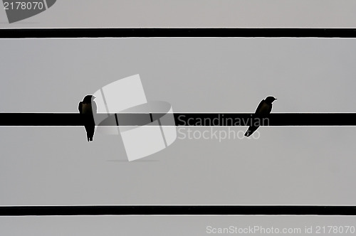 Image of abstract  two  sparrow