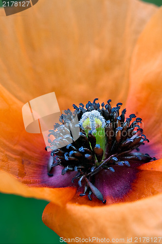 Image of papaveracee papaver rhoeas argemone setigerum