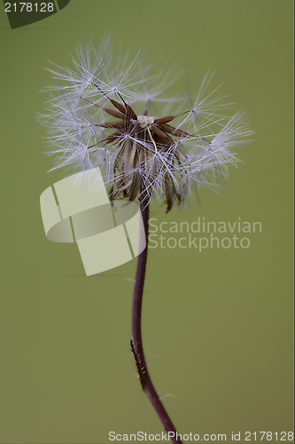 Image of taraxacum officinale in background 