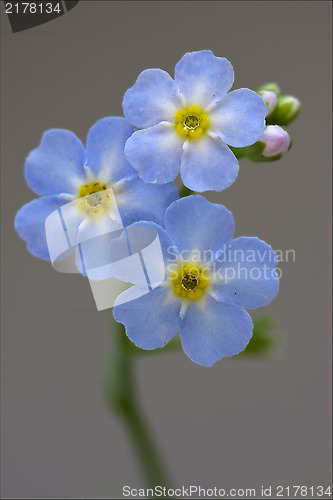 Image of macro  of a blue yellow anagallis foemina  