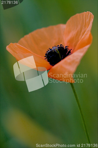 Image of papaveracee papaver rhoeas