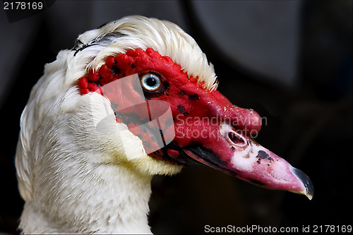 Image of  duck whit blue eye in portofino 