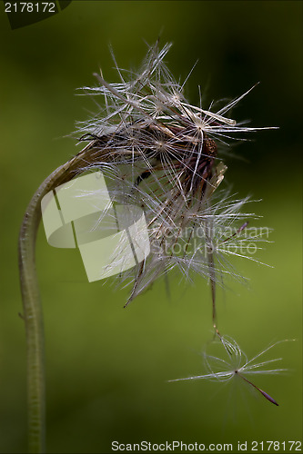 Image of taraxacum officinale in green