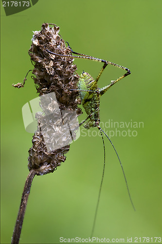 Image of close up of grasshopper  and flower