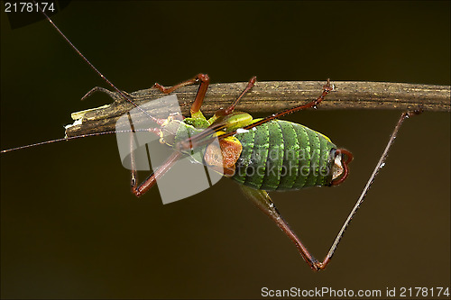 Image of close up of grasshopper  Tettigoniidae 