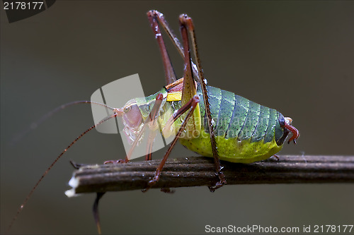 Image of  Tettigoniidae