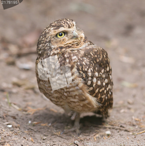 Image of Burrowing owl (Athene cunicularia) in captivity