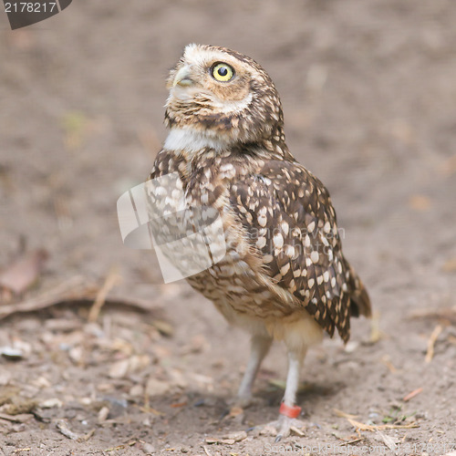 Image of Burrowing owl (Athene cunicularia) in captivity