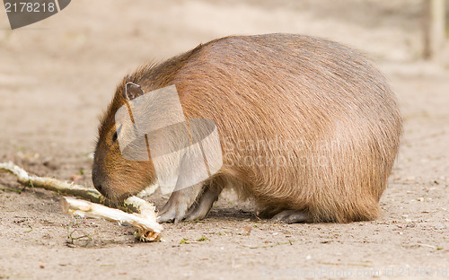 Image of Capybara (Hydrochoerus hydrochaeris) sitting in the sand