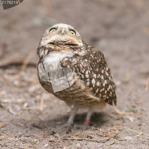 Image of Burrowing owl (Athene cunicularia) in captivity