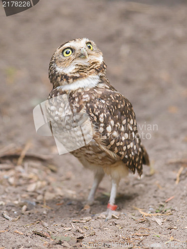 Image of Burrowing owl (Athene cunicularia) in captivity