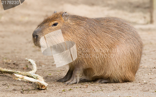 Image of Capybara (Hydrochoerus hydrochaeris) sitting in the sand