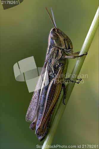 Image of  grasshopper chorthippus brunneus 