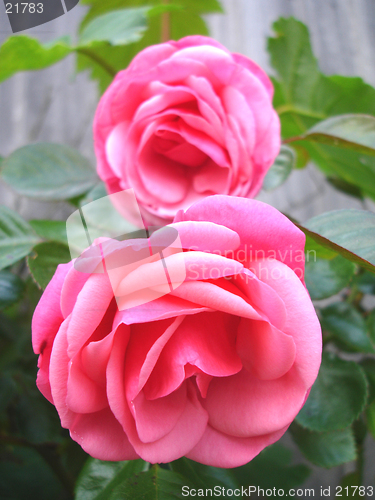 Image of Two Pink Roses