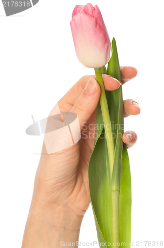 Image of spring tulip