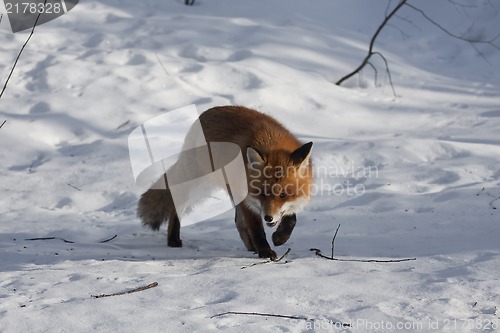 Image of fox in snow