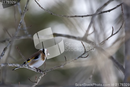 Image of goldfinch