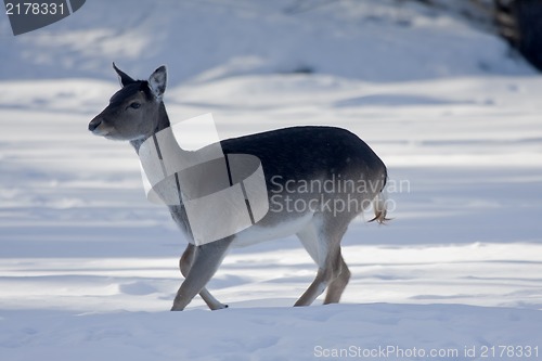 Image of running female deer