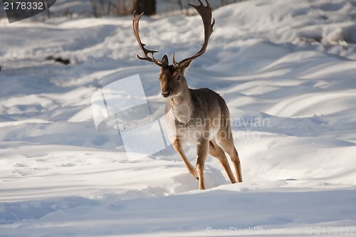 Image of running male fallow deer