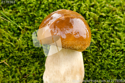 Image of closeup penny bun boletus edulis cep mushroom 