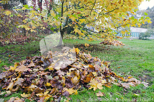 Image of pile rake autumn leaves decorative tree garden 