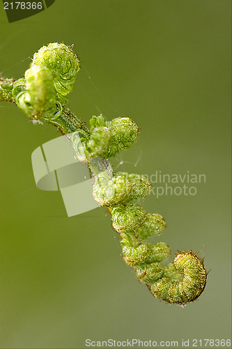 Image of fern torsion  in the spring