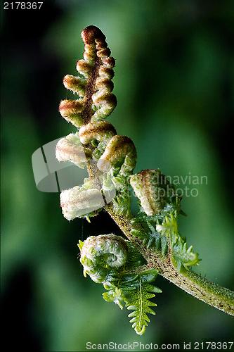 Image of  flowering of a fern torsion 