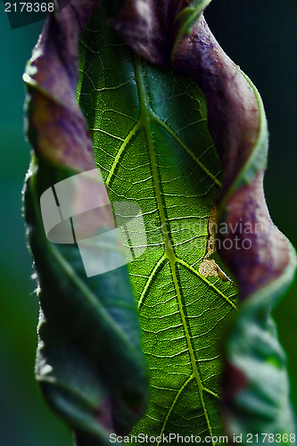Image of  leaf  torsion  in the spring