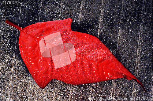 Image of abstract red  leaf