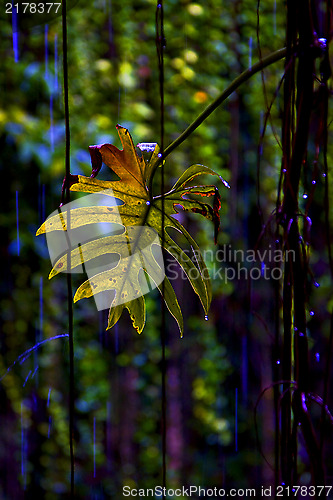 Image of leaf cenote ill kill 