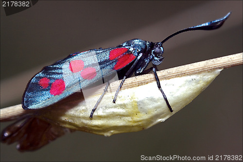 Image of born of wild    Zygaenidae