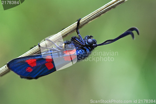 Image of side of wild fly  Zygaenidae 