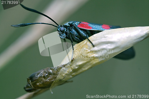 Image of born of wild  Zygaenidae 