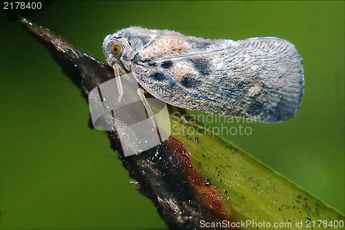 Image of side of wild fly  Omoptera on a green leaf 