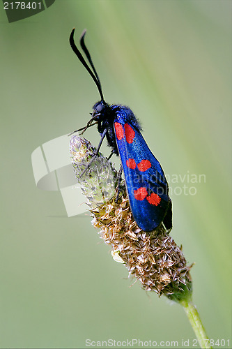 Image of side of wild fly  Zygaenidae  in the flower